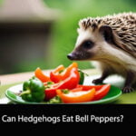 Can Hedgehogs Eat Bell Peppers
