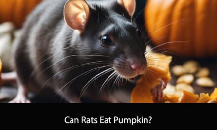 Can Rats Eat Pumpkin? A Comprehensive Guide