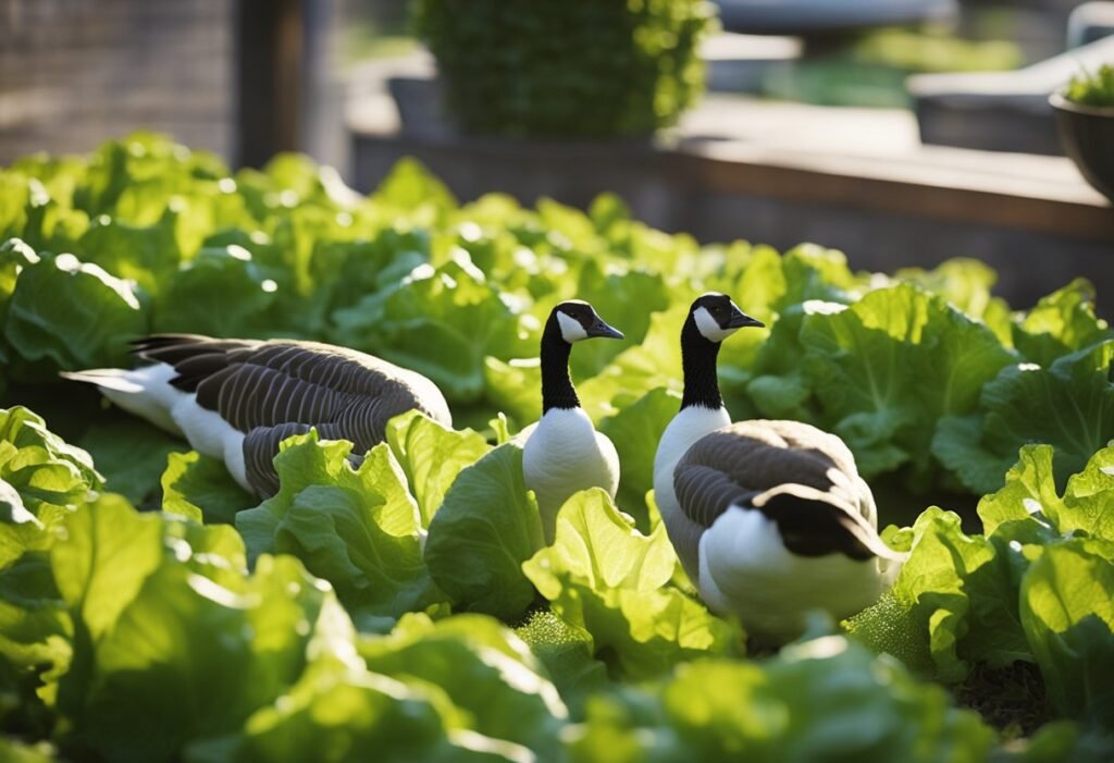 Can Geese Eat Lettuce