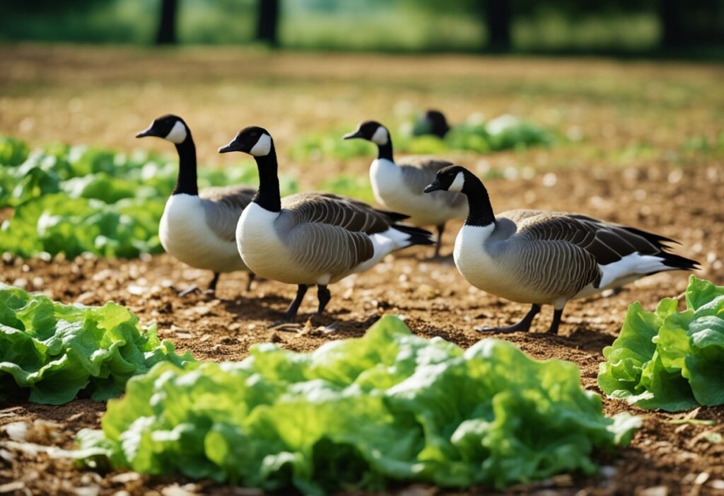 Can Geese Eat Lettuce