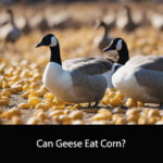 Can Geese Eat Corn