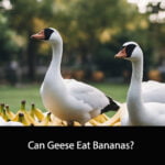 Can Geese Eat Bananas