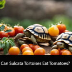 Can Sulcata Tortoises Eat Tomatoes