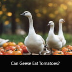Can Geese Eat Tomatoes