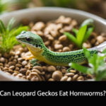 Can Leopard Geckos Eat Hornworms