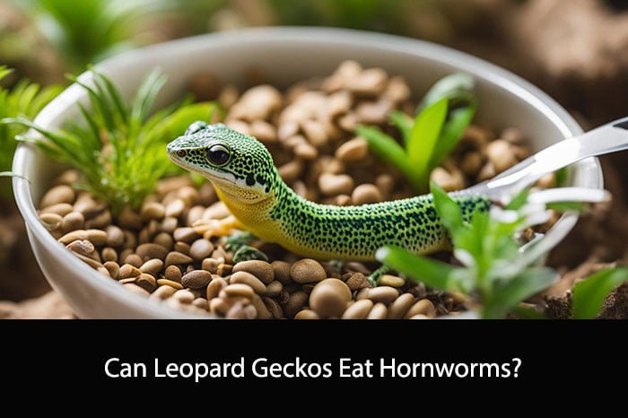 Can Leopard Geckos Eat Hornworms?