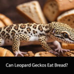 Can Leopard Geckos Eat Bread