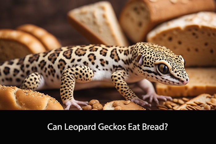 Can Leopard Geckos Eat Bread