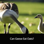 Can Geese Eat Oats