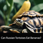 Can Russian Tortoises Eat Bananas