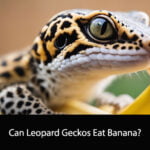 Can Leopard Geckos Eat Banana
