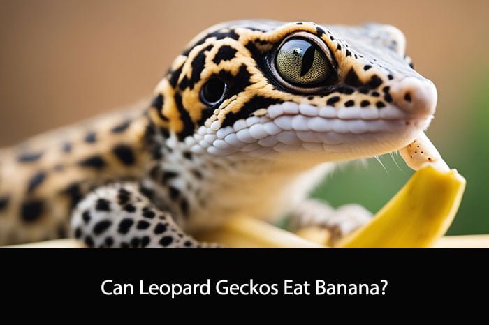 Can Leopard Geckos Eat Banana?