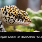 Can Leopard Geckos Eat Black Soldier Fly Larvae