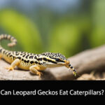 Can Leopard Geckos Eat Caterpillars