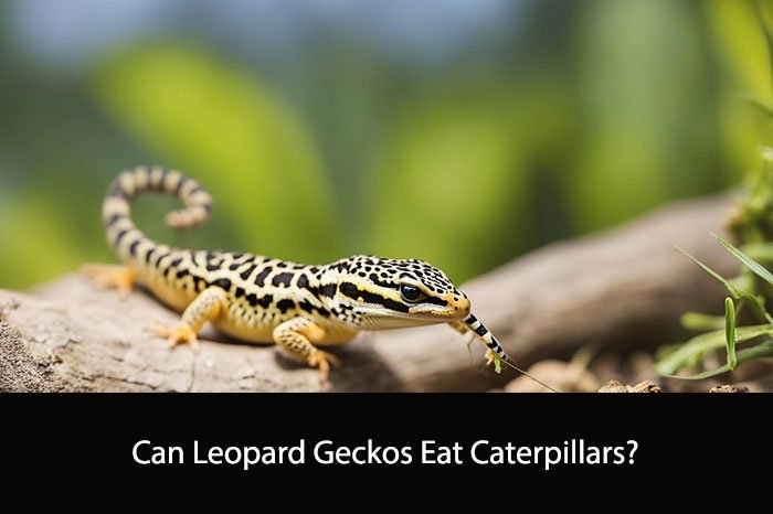 Can Leopard Geckos Eat Caterpillars?