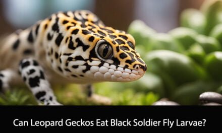 Can Leopard Geckos Eat Black Soldier Fly Larvae?