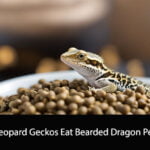 Can Leopard Geckos Eat Bearded Dragon Pellets