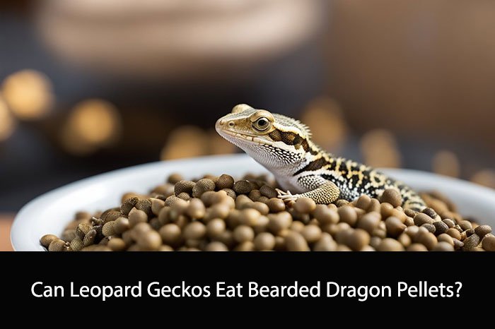 Can Leopard Geckos Eat Bearded Dragon Pellets?