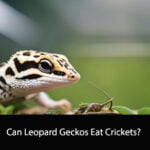 Can Leopard Geckos Eat Crickets