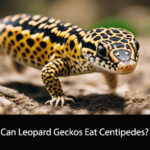 Can Leopard Geckos Eat Centipedes
