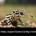 Can Baby Leopard Geckos Eat Big Crickets