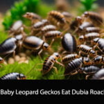 Can Baby Leopard Geckos Eat Dubia Roaches
