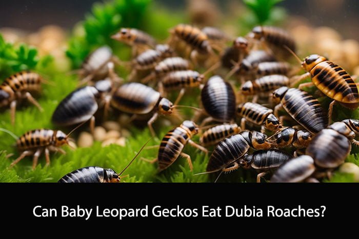Can Baby Leopard Geckos Eat Dubia Roaches?