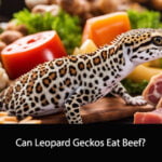 Can Leopard Geckos Eat Beef