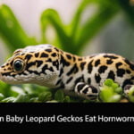 Can Baby Leopard Geckos Eat Hornworms