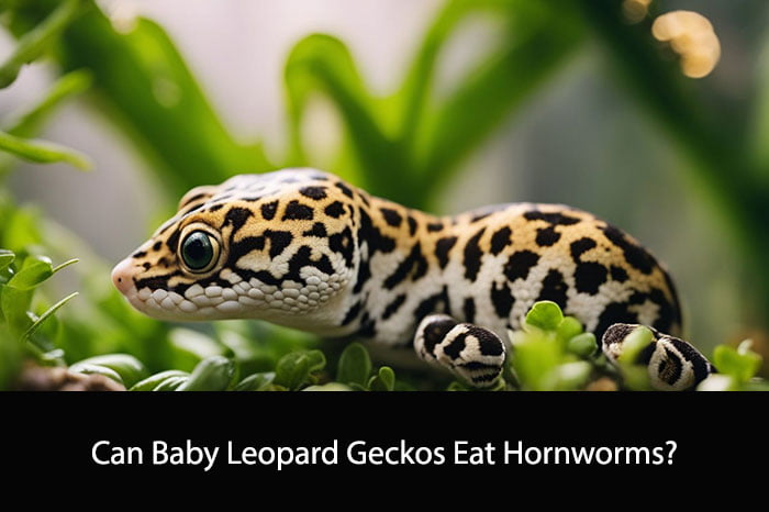 Can Baby Leopard Geckos Eat Hornworms