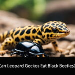 Can Leopard Geckos Eat Black Beetles