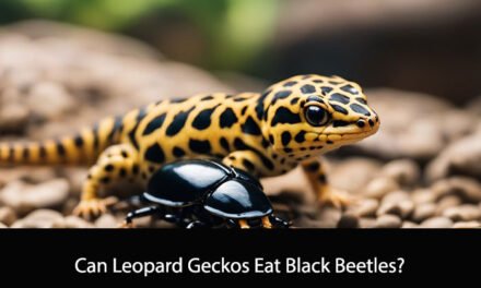 Can Leopard Geckos Eat Black Beetles?