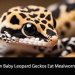 Can Baby Leopard Geckos Eat Mealworms