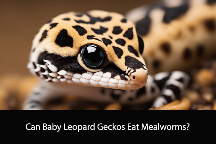 Can Baby Leopard Geckos Eat Mealworms