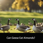 Can Geese Eat Almonds