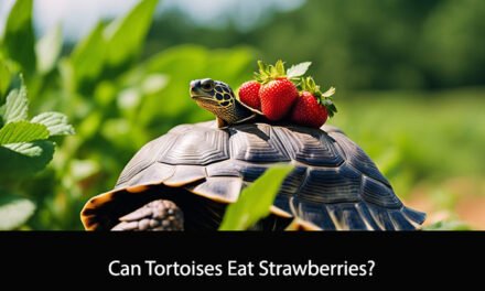 Can Tortoises Eat Strawberries?