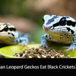 Can Leopard Geckos Eat Black Crickets