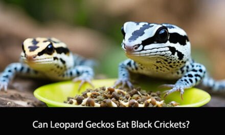 Can Leopard Geckos Eat Black Crickets?