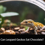 Can Leopard Geckos Eat Chocolate