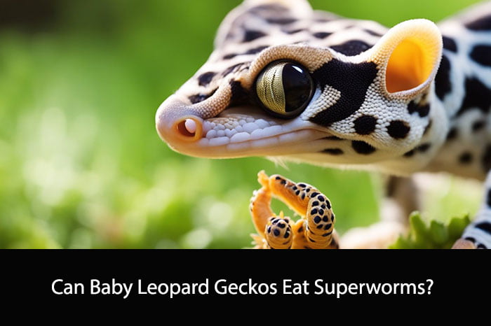Can Baby Leopard Geckos Eat Superworms