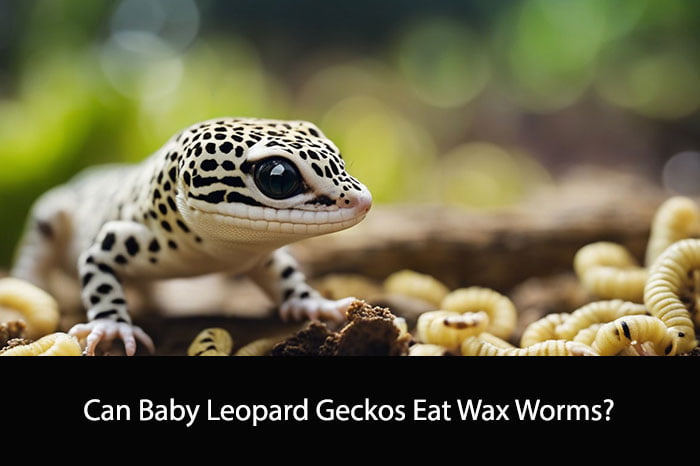 Can Baby Leopard Geckos Eat Wax Worms