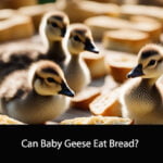 Can Baby Geese Eat Bread