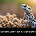 Can Leopard Geckos Eat Black Soldier Flies