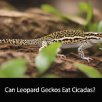 Can Leopard Geckos Eat Cicadas