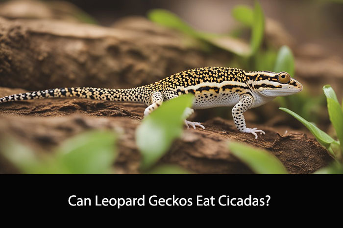Can Leopard Geckos Eat Cicadas