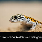 Can Leopard Geckos Die from Eating Sand