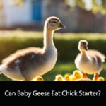 Can Baby Geese Eat Chick Starter