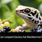 Can Leopard Geckos Eat Blackberries