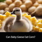 Can Baby Geese Eat Corn