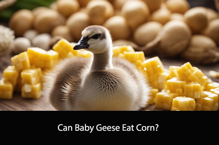 Can Baby Geese Eat Corn